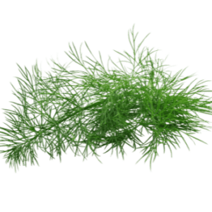 Image of Dill