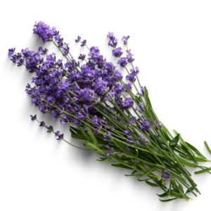 Image of Lavender