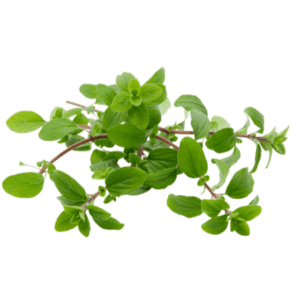 Image of Marjoram