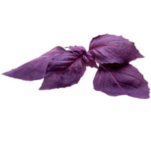 Image of Purple Basil