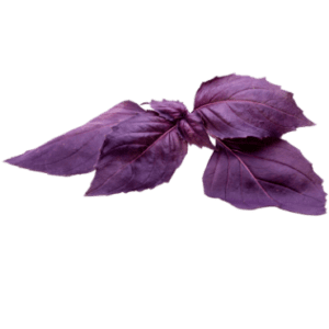 Image of Purple Basil