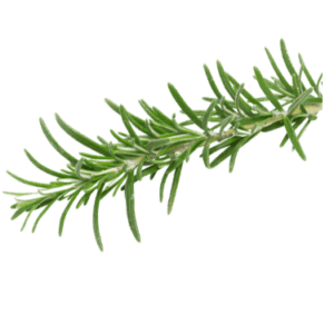 Image of Rosemary