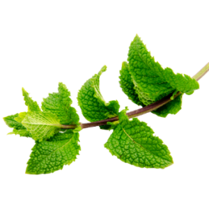 Image of Spearmint