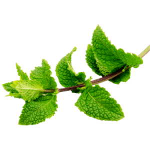 Image of Spearmint