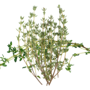 Image of Thyme