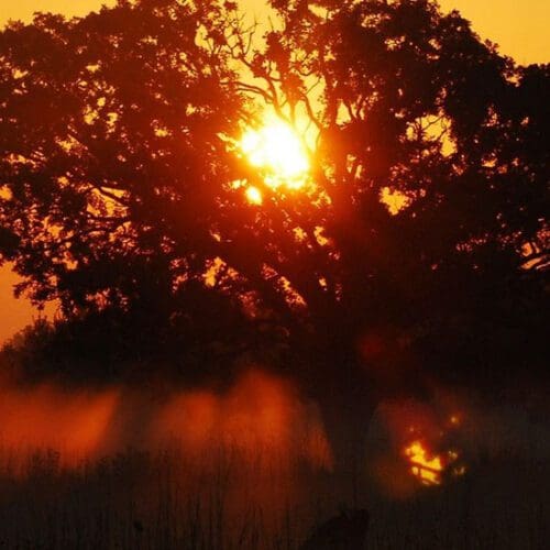 A tree at Gabis Arboretum during sunset