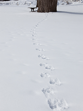 Footprints in the snow leading to a tree