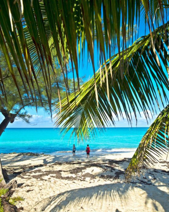 Palms and beach, Bimini, The Bahamas