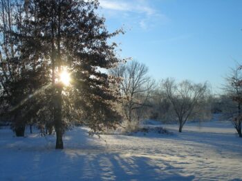 Winter sun shines at Gabis Arboretum