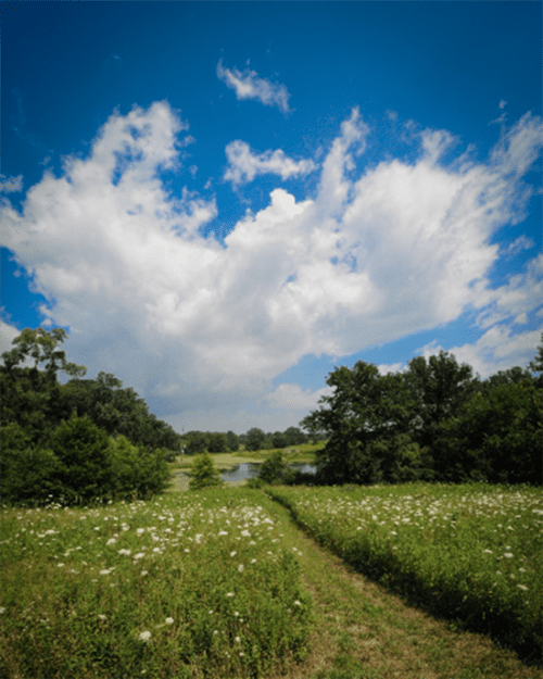 A hiking trail at Gabis Arboretum