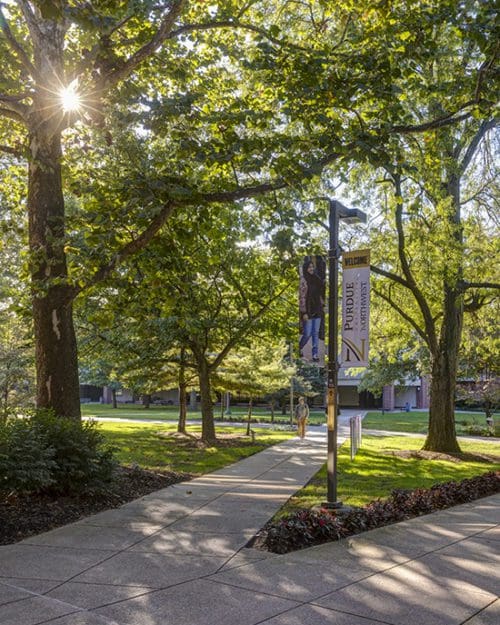 A tree-lined path on PNW campus