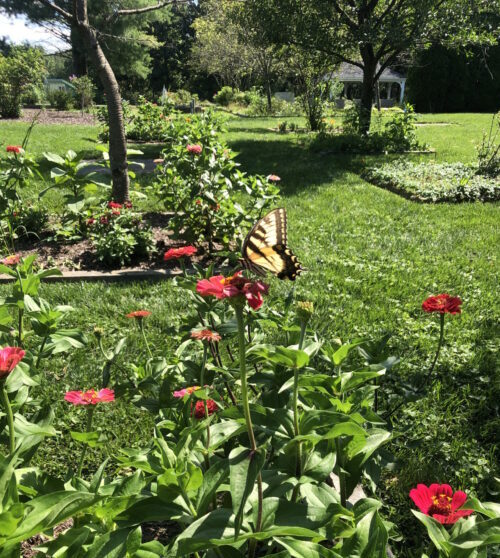 Image of monarch butterflies in a garden.