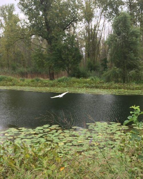 Great Egret over Pond