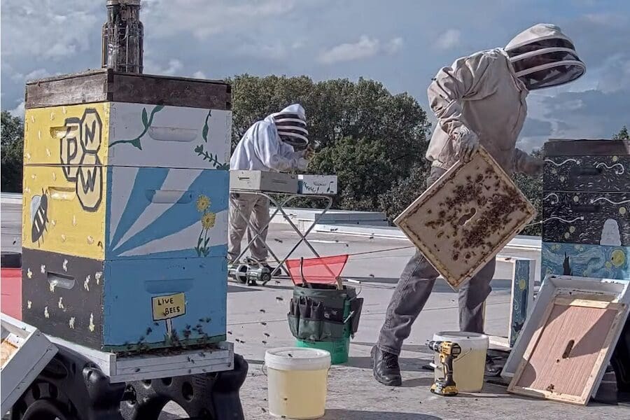 Honey Harvesting at PNW is pictured.