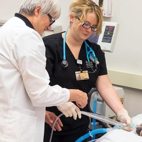 A PNW nursing instructor works with a student in a simulated care environment.