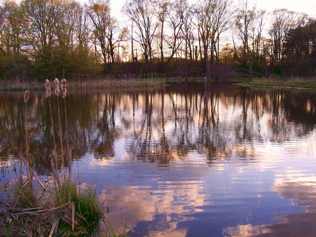 Fishing pond at Gabis Arboretum