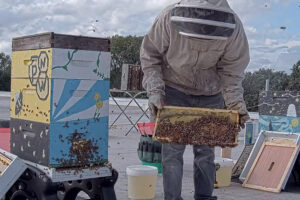 Person in bee keeper gear collecting honey from the Hammond bee hives