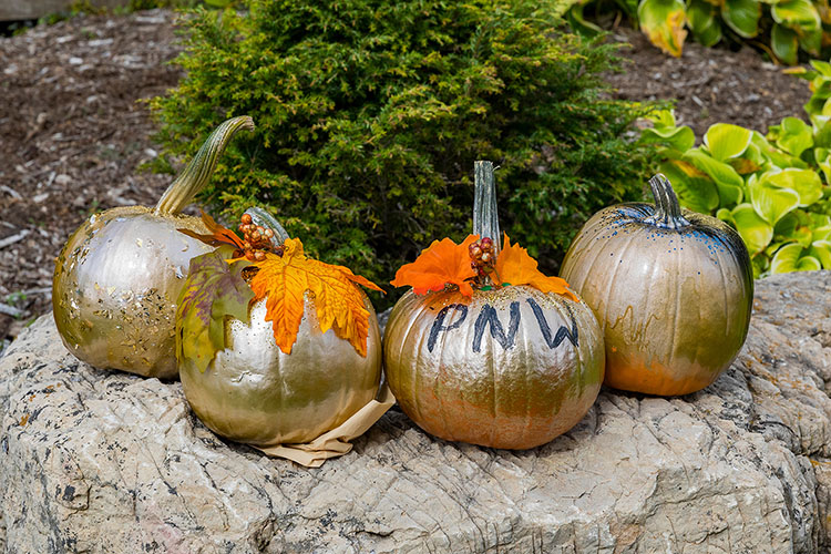 Pumpkins decorated with gold paint and the word PNW.