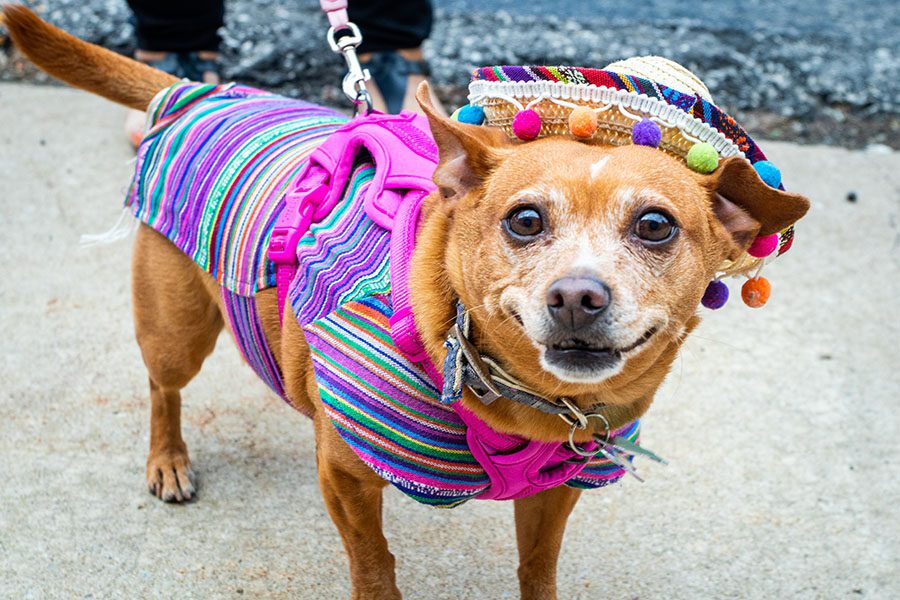 A chihuahua poses in traditional Hispanic sweater and hat