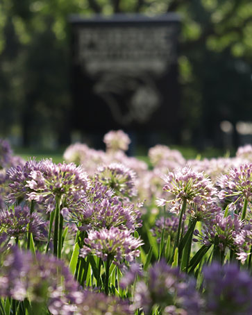 Flowers on PNW's campus