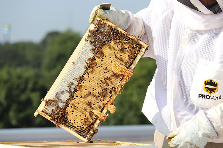 John Bachmann is in a beekeeper suit and is holding up a honey comb.