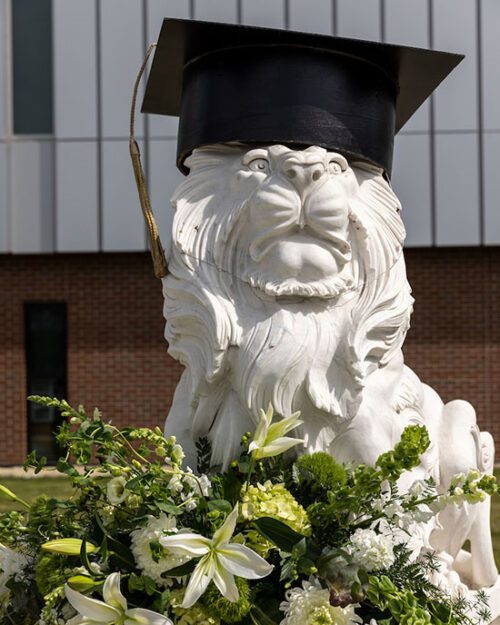 PNW lion statue with a black mortar board