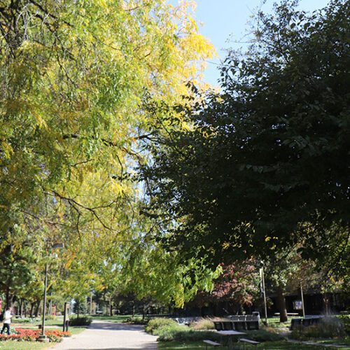 A sidewalk on the PNW Hammond Campus during fall