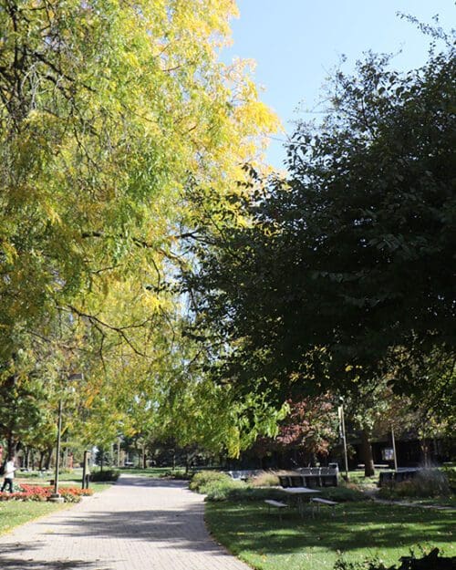 A sidewalk on the PNW Hammond Campus during fall