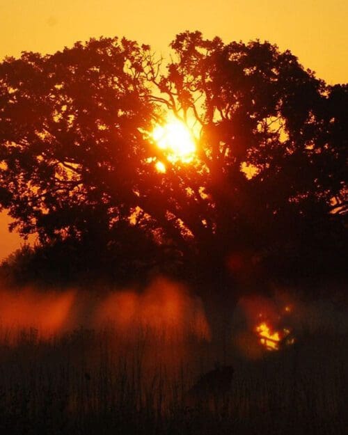 A tree at Gabis Arboretum during sunset