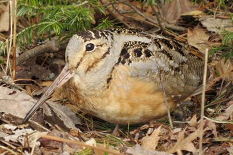 Woodcock photo - Gabis Arboretum